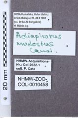 Etiketten zu Adiaphorus modestus (NHMW-ZOO-COL-0010458)